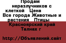 Продам 2 неразлучников с клеткой › Цена ­ 2 500 - Все города Животные и растения » Птицы   . Красноярский край,Талнах г.